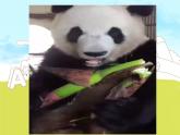 外研版（三年級(jí)起）小學(xué)英語六年級(jí)上Module 7  Unit 2《Pandas love bamboo》PPT課件
