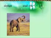 Unit 6 I'm tall Lesson 31 課件3