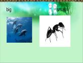 Unit 6 I'm tall Lesson 31 課件3