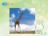 Unit 6 I'm tall Lesson 33 课件3