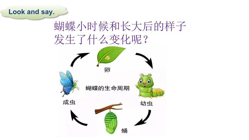 Module 5 Unit 2 They were young 课件+素材06