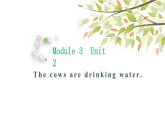 英语外研版六年级下册Module 3 Unit 2 The cows are drinking water 课件