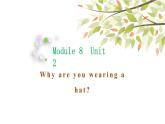 英語(yǔ)外研版六年級(jí)下冊(cè)Module 8 Unit 2 Why are you wearing a hat 課件