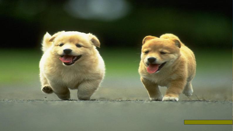 人教PEP英语三年级下 Unit 3 At the zoo  B. Let's learn& Let's do   精品课件+教学设计+习题+导学案06