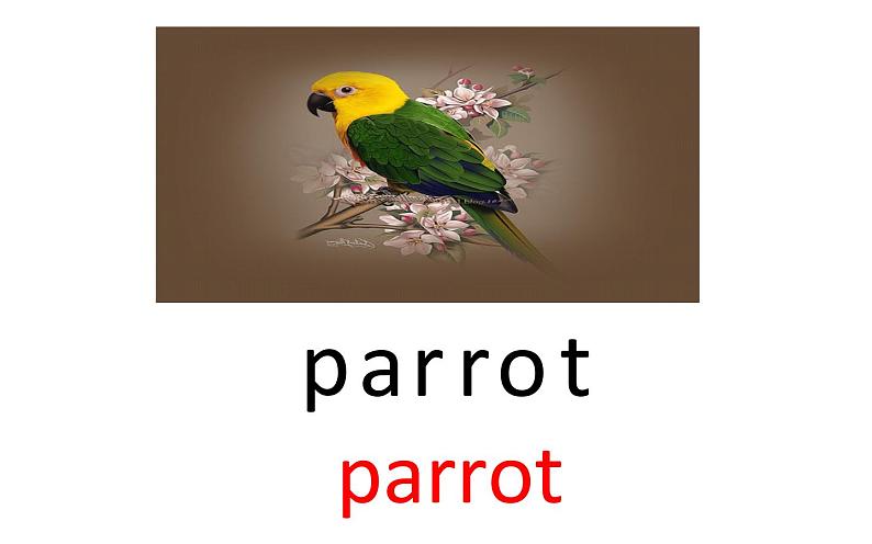 三年级下册英语课件-Unit5 It’s a parrot.   人教精通版07