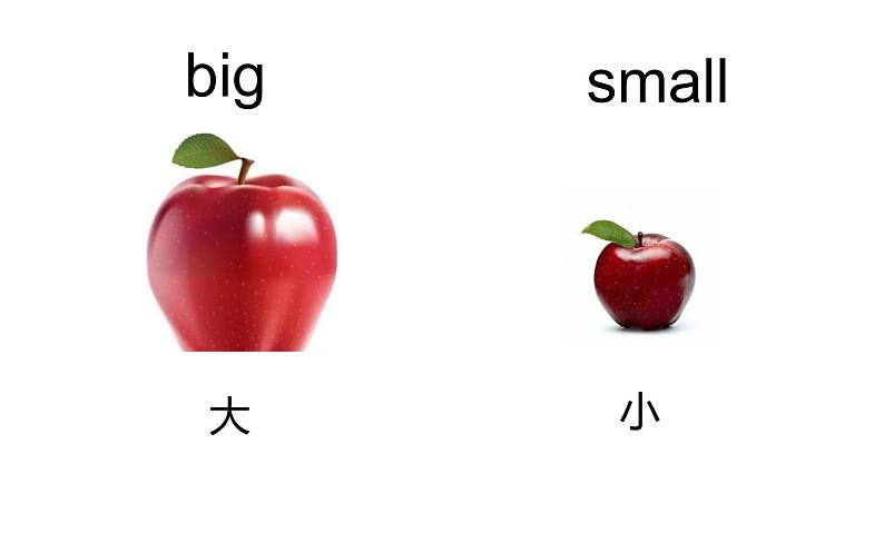 三年级下册英语课件-Unit 1 Big or Small  粤人版（开心英语）第5页