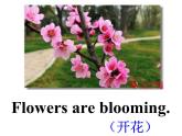 閔教版英語五年級下冊Unit 4  A Spring Outing  Part A課件