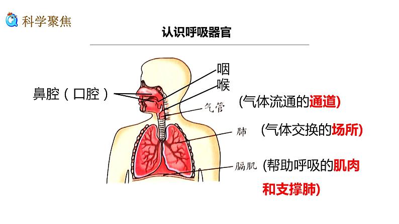 《呼吸与消化》单元整理课件02