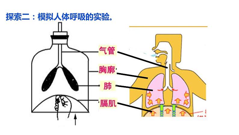 《呼吸与消化》单元整理课件03