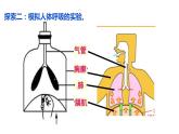 《呼吸与消化》单元整理课件