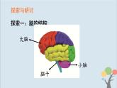 教科版五年級上冊4.4《身體的“總指揮”》課件+教案