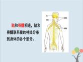 教科版五年級上冊4.4《身體的“總指揮”》課件+教案