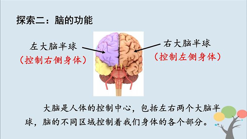 教科版五年级上册4.4《身体的“总指挥”》课件+教案06