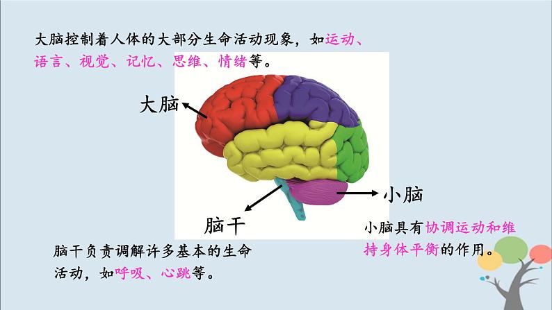 教科版五年级上册4.4《身体的“总指挥”》课件+教案07