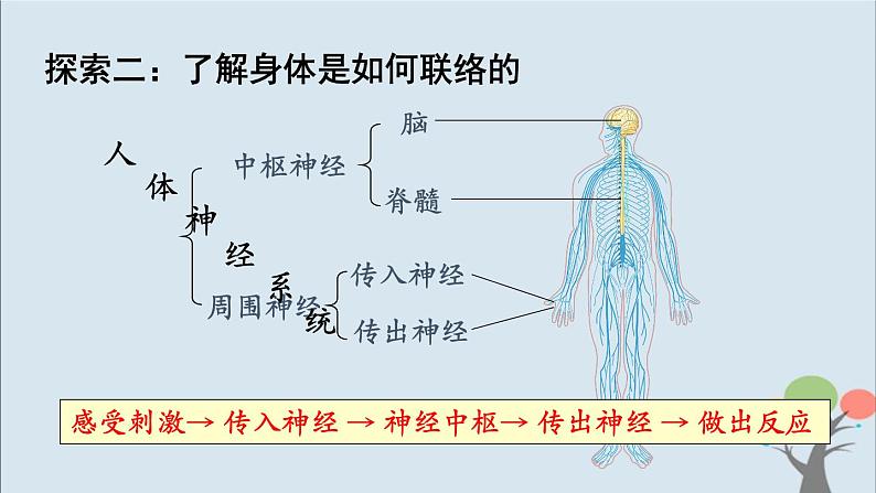 教科版五年级上册4.5《身体的“联络员”》课件+教案+素材07