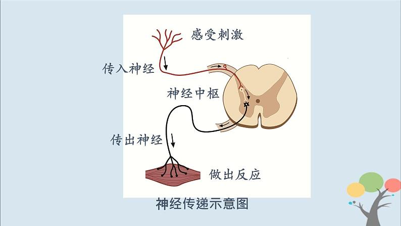 教科版五年级上册4.5《身体的“联络员”》课件+教案+素材08