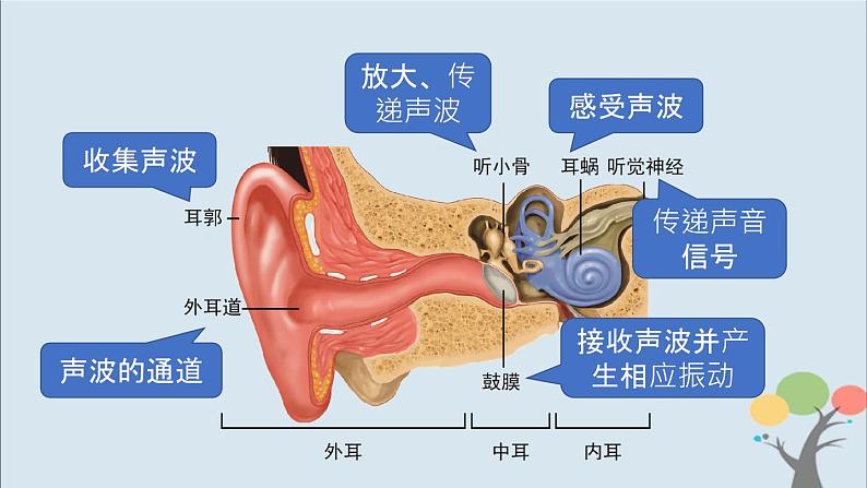 教科版四年级上册1.4《我们是怎样听到声音的》课件+教案+素材05