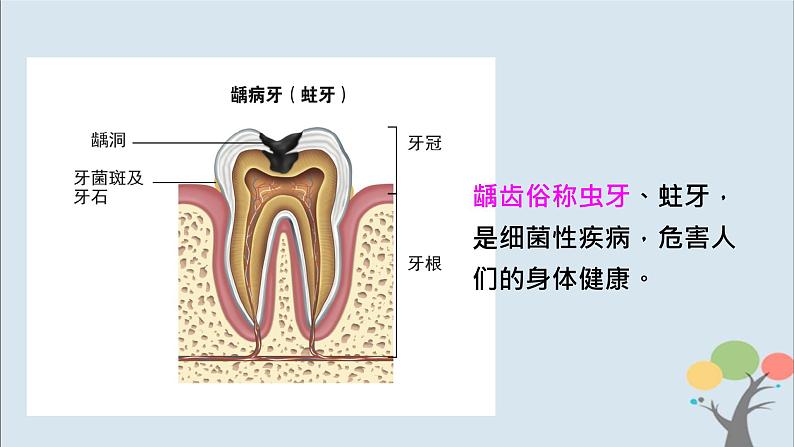 教科版四年级上册2.7《食物在口腔里的变化》课件+教案+素材08