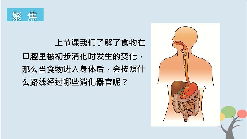 教科版四年级上册2.8《食物在身体里的旅行》课件+教案+素材02