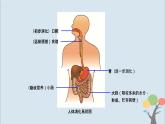 教科版四年級(jí)上冊(cè)2.8《食物在身體里的旅行》課件+教案+素材