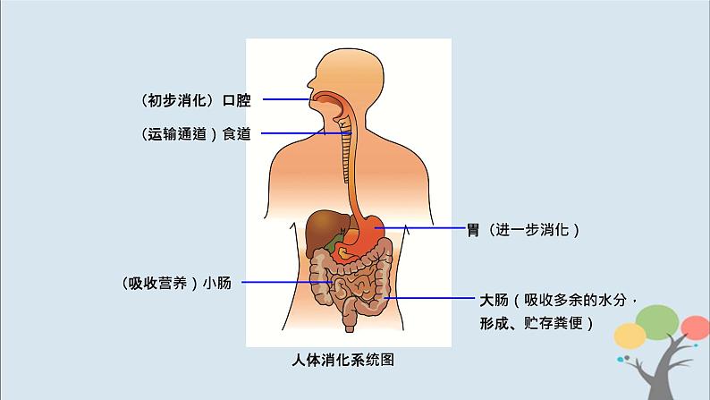 教科版四年级上册2.8《食物在身体里的旅行》课件+教案+素材05