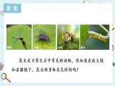 教科版六年级科学上册 一 微小世界 第3课 观察身边微小的物体 课件