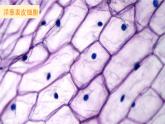教科版六年級科學(xué)上冊 一 微小世界 第5課 觀察更多的生物細(xì)胞 課件