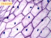 教科版六年级科学上册 一 微小世界 第5课 观察更多的生物细胞 课件