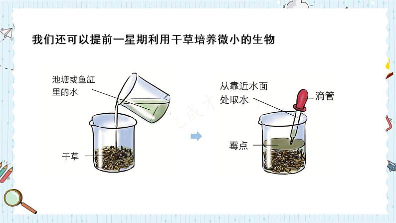 教科版六年级科学上册 一 微小世界 第6课 观察水中微小得生物 课件06