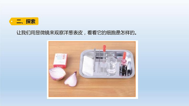 小学科学教科版六年级上册第一单元第4课《观察洋葱表皮细胞》课件（2021版）03