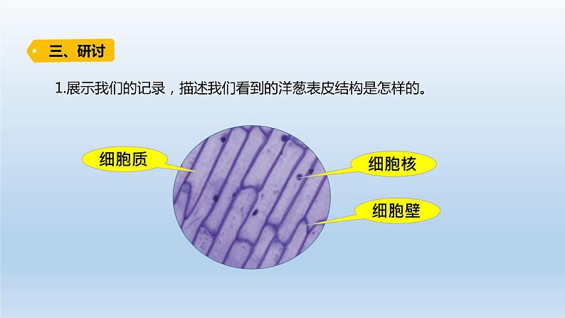 小学科学教科版六年级上册第一单元第4课《观察洋葱表皮细胞》课件（2021版）06