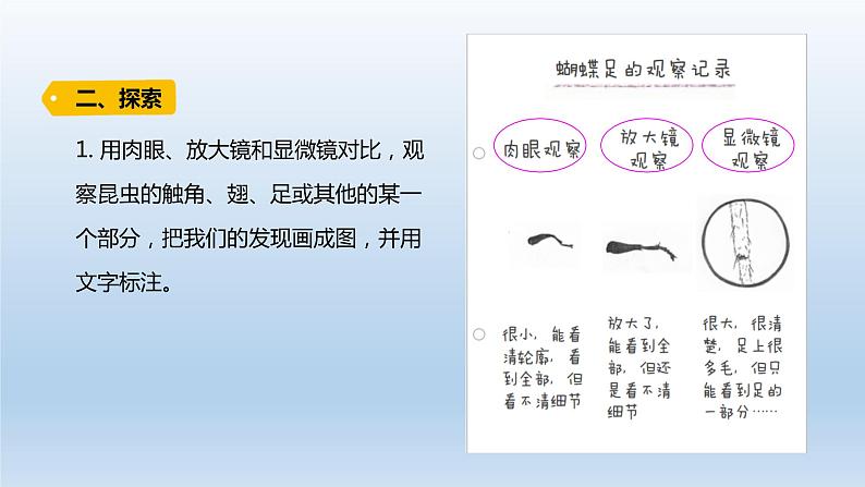 小学科学教科版六年级上册第一单元第3课《观察身边的微小物体》课件（2021版）第3页