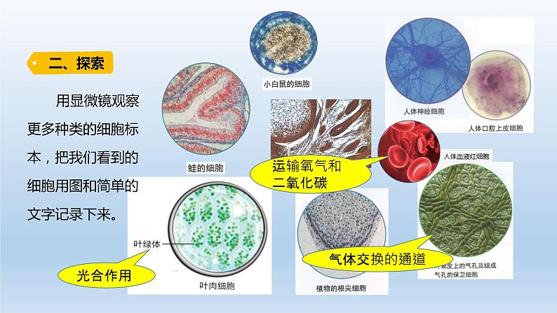 小学科学教科版六年级上册第一单元第5课《观察更多的生物细胞》课件（2021版）第4页