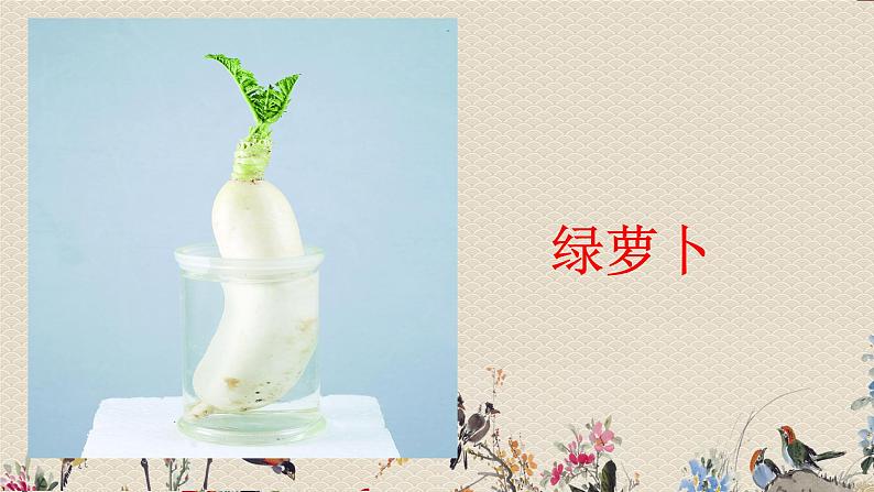 教科版一年级上册科学   植物《我们知道植物》课件08