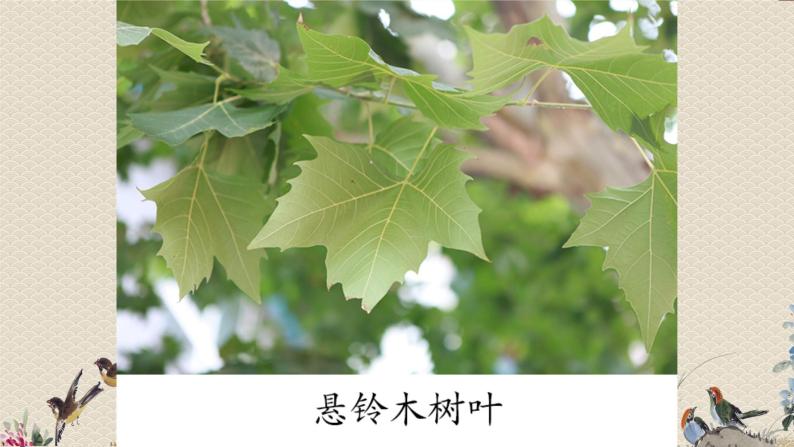 教科版一年级上册科学   植物《这是谁的叶》课件03