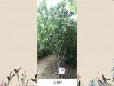 教科版一年级上册科学   植物《这是谁的叶》课件