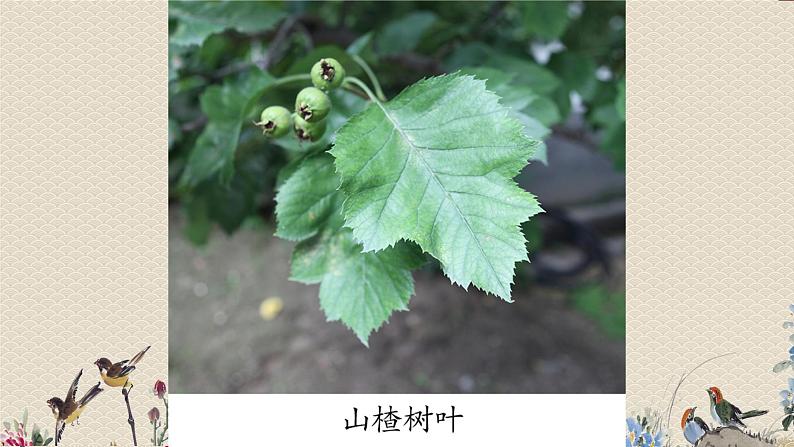 教科版一年级上册科学   植物《这是谁的叶》课件05