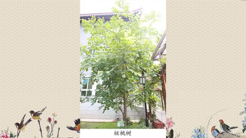 教科版一年级上册科学   植物《这是谁的叶》课件06