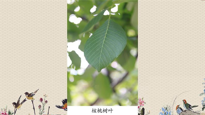 教科版一年级上册科学   植物《这是谁的叶》课件07