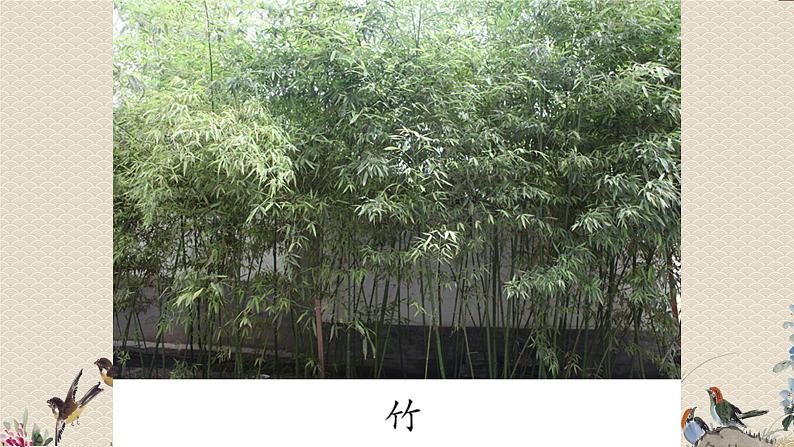 教科版一年级上册科学   植物《这是谁的叶》课件08