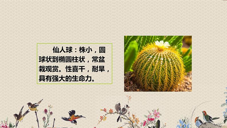 教科版一年级上册科学   植物《校园里的植物》课件08