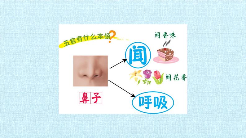 一年级上册科学 2单元 用感官观察 复习课件 苏教版第5页