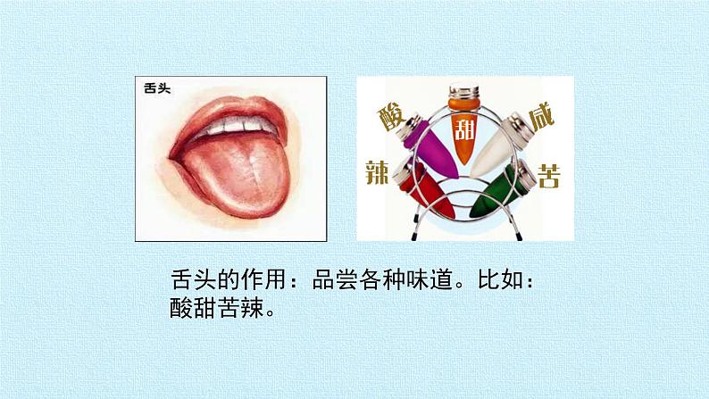 一年级上册科学 2单元 用感官观察 复习课件 苏教版第7页