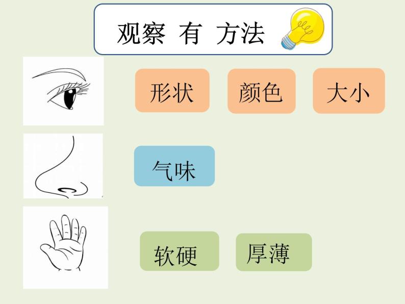 教科版科学一年级上册《观察叶》课件PPT03