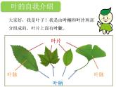 教科版科学一年级上册《观察叶》课件PPT