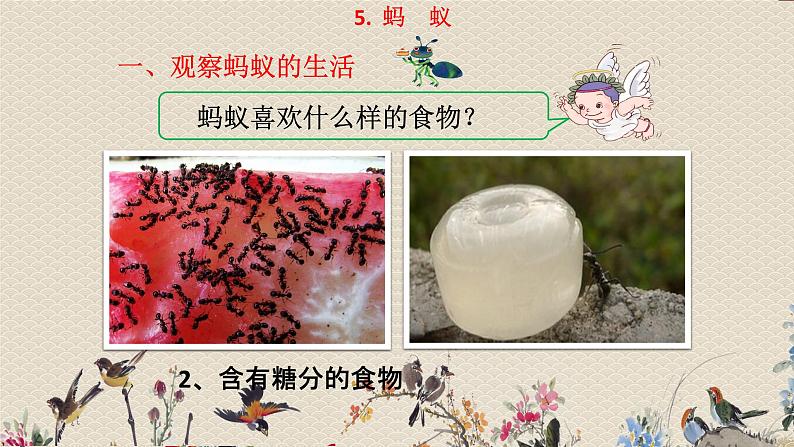 教科版三年级上册科学动物《蚯蚓》课件05