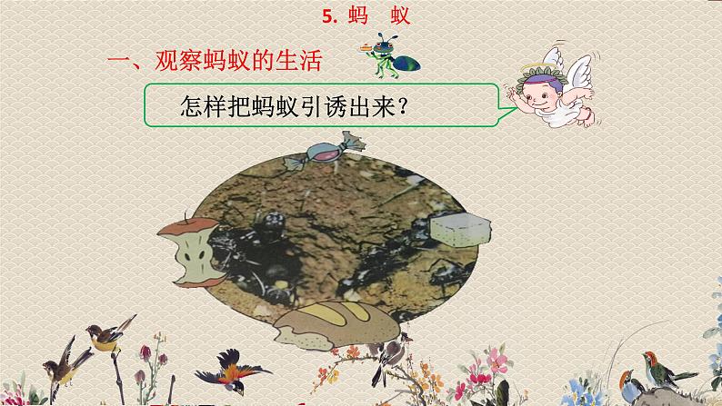 教科版三年级上册科学动物《蚯蚓》课件07