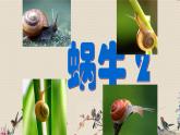 教科版三年级上册科学动物《蜗牛（二）》课件