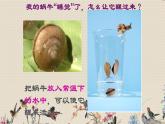 教科版三年级上册科学动物《蜗牛（二）》课件