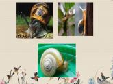 教科版三年级上册科学动物《蜗牛（一）》课件